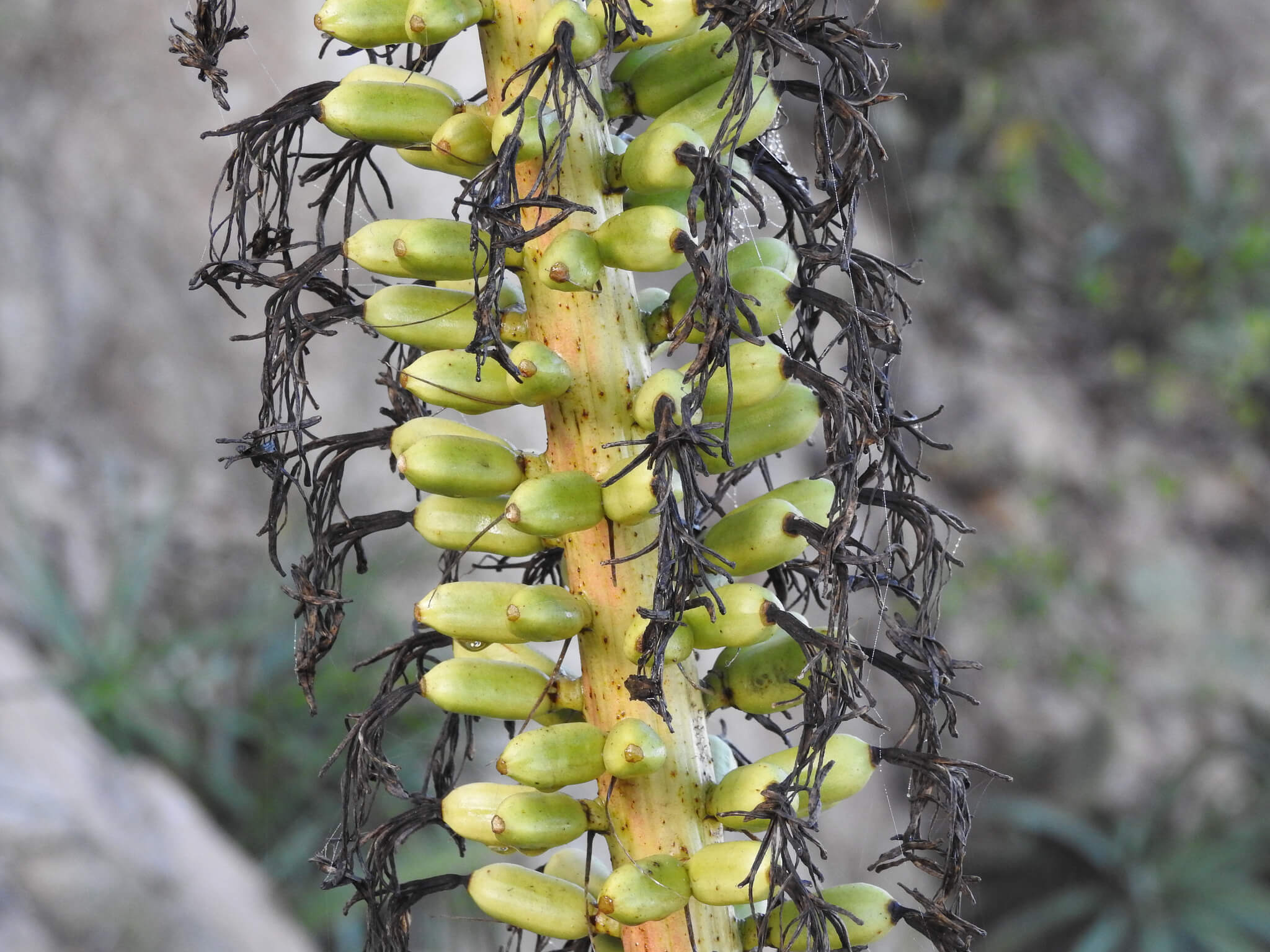 Agave colimana